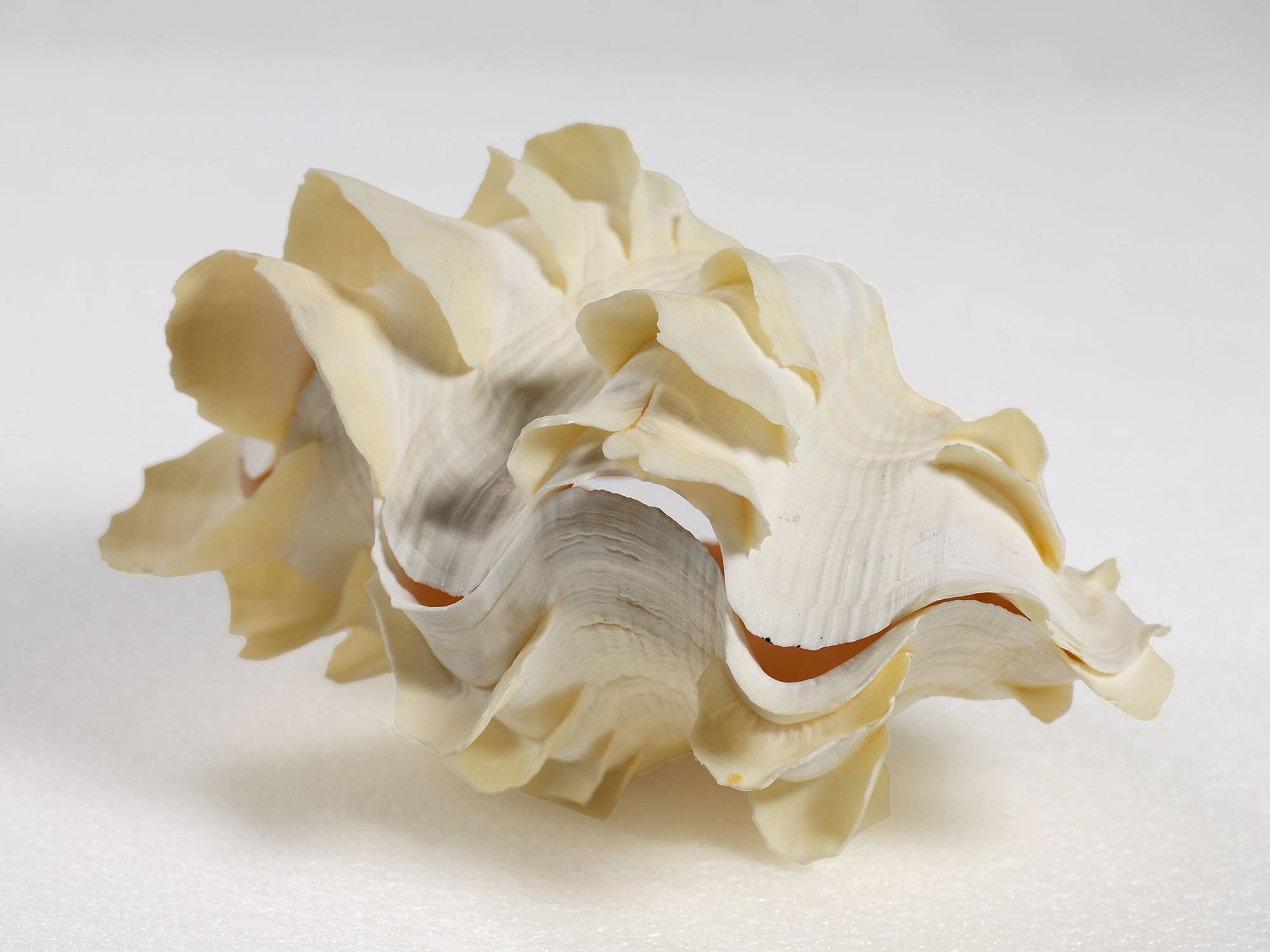 Margaret Roessler Seashell Collection